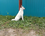 Собаки в Нефтеюганске: Срочно ищет дом Девочка, Бесплатно - фото 7