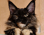 Кошки в Москве: Девочка Ёлка - "мамина радость" Девочка, 45 000 руб. - фото 1