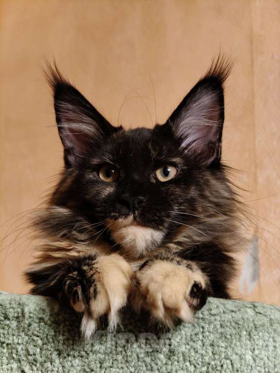 Кошки в Москве: Девочка Ёлка - "мамина радость" Девочка, 45 000 руб. - фото 1