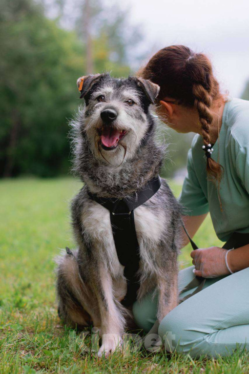Собаки в Москве: Пальма ищет семью Девочка, Бесплатно - фото 3