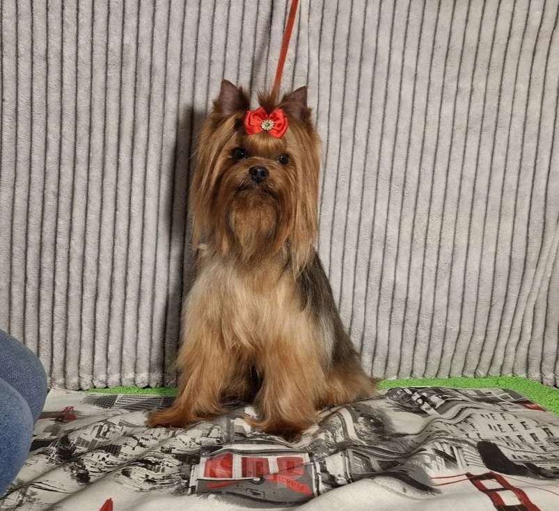 Собаки в Москве: Йорк мальчик, взрослый. Мальчик, Бесплатно - фото 3