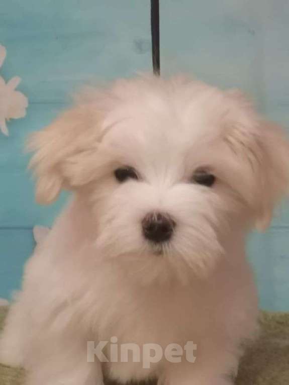 Собаки в Москве: продаю Мальчик, 65 000 руб. - фото 1