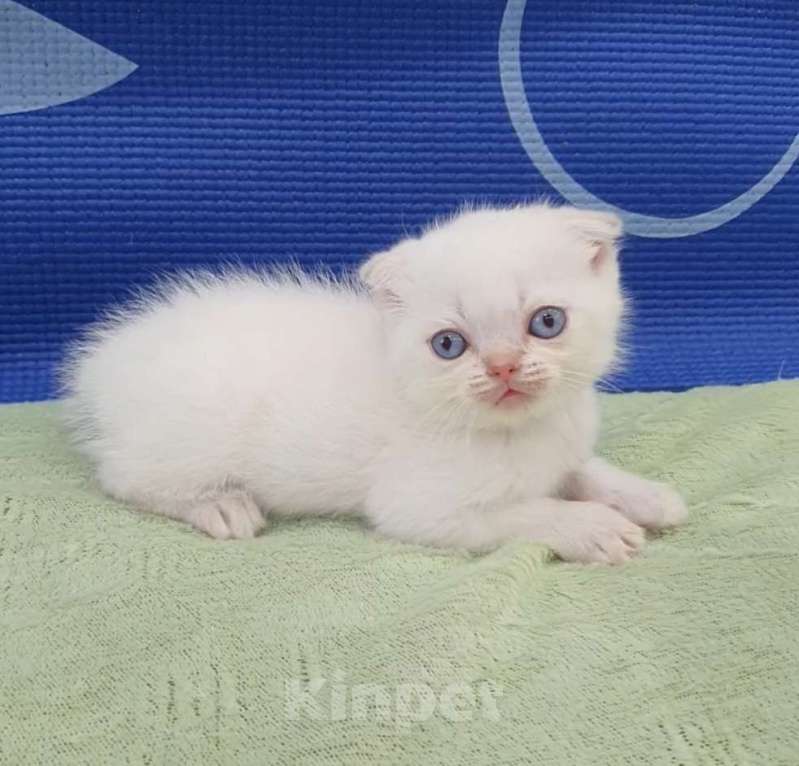 Кошки в Москве: Шотландские вислоухие котята. Девочка, 25 000 руб. - фото 7