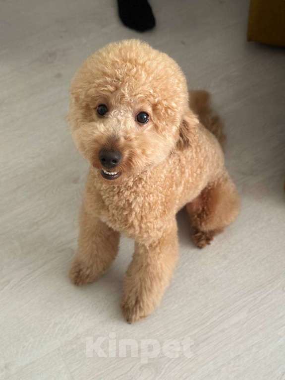 Собаки в Краснодаре: Вязка. Ищем невесту. Мальчик, 1 руб. - фото 3