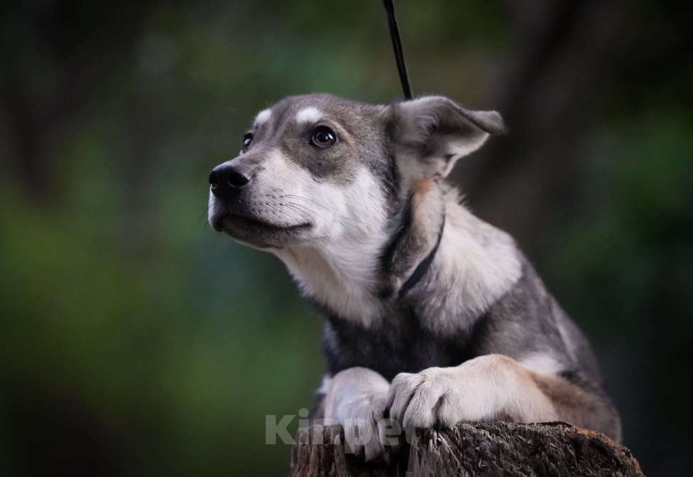 Собаки в Москве: В самые добрые руки. Щенок 7 месяцев Девочка, Бесплатно - фото 6