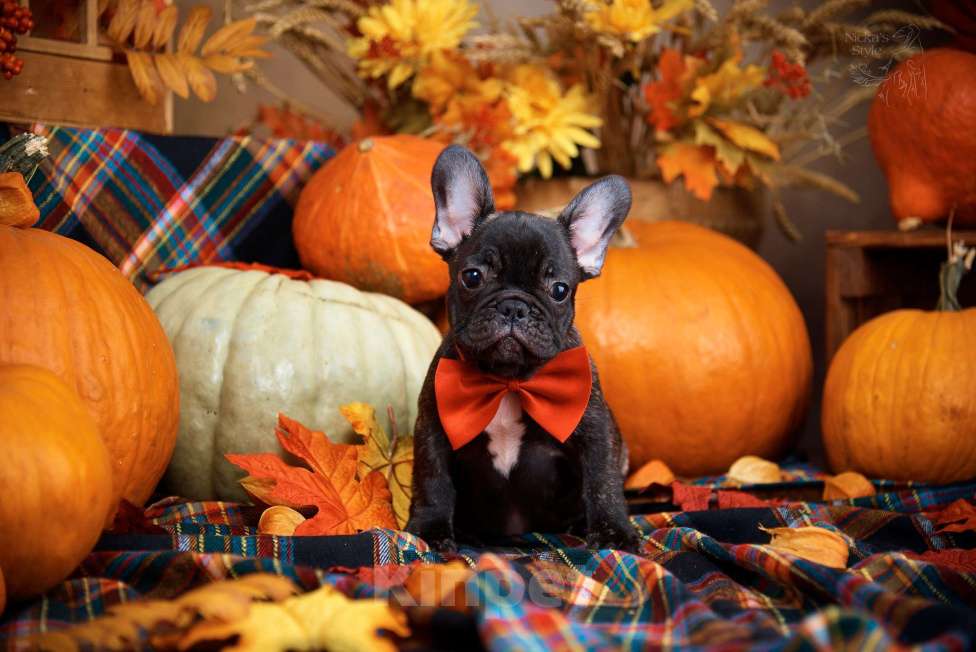 Собаки в Ростове-на-Дону: Готовы к переезду щенки французкого бульдога. Мальчик, 50 000 руб. - фото 1