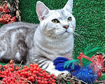 Кошки в Омске: котик британец  Мальчик, 5 000 руб. - фото 5