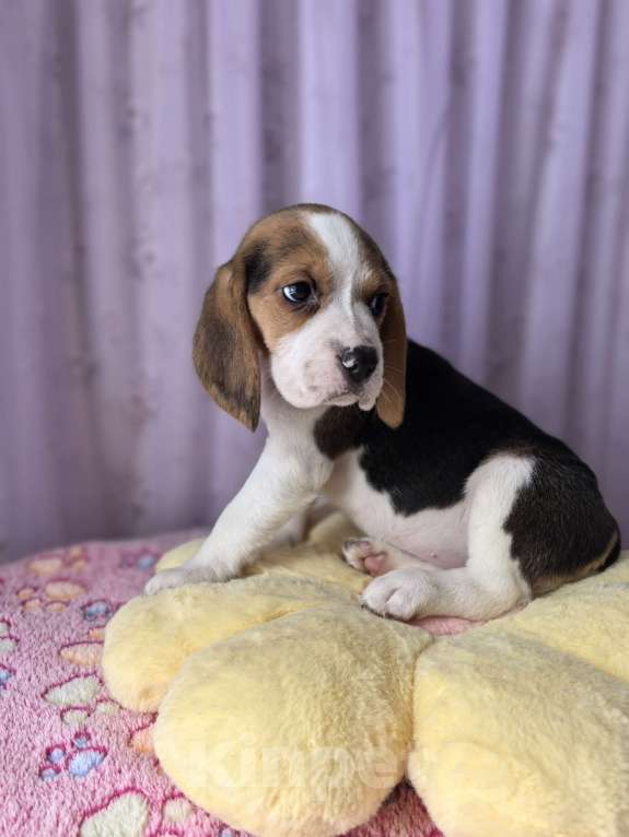 Собаки в других городах Тульской области: Щенки Бигль Девочка, 28 000 руб. - фото 1