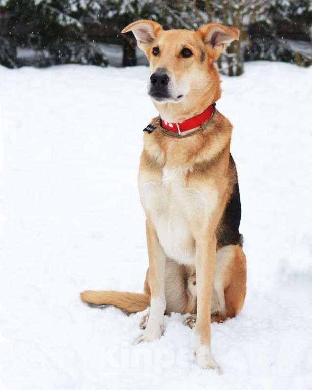 Собаки в Москве: Очень нужен дом для спокойного и воспитанного пёсика Лиона Мальчик, Бесплатно - фото 8