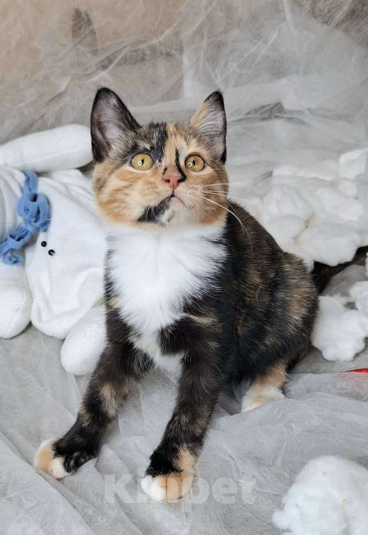 Кошки в Москве: Котёнок с капелькой на носу в поисках хозяев  Девочка, Бесплатно - фото 4