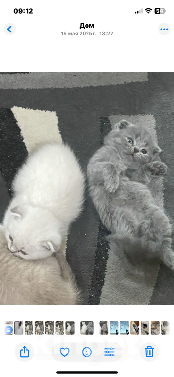 Кошки в Сочи: Шотландский прямоухий котенок Мальчик, 10 000 руб. - фото 3