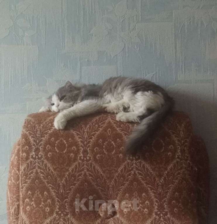 Кошки в Нижнем Новгороде: Отдадим в добрые руки Братана Мальчик, Бесплатно - фото 4