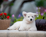 Собаки в Санкт-Петербурге: Высокопородный щенок белой швейцарской овчарки девочка 1 Девочка, 70 000 руб. - фото 1