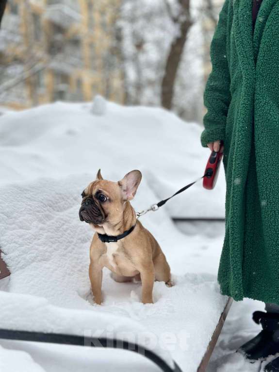 Собаки в Москве: Палевый мальчик Мальчик, 50 000 руб. - фото 4