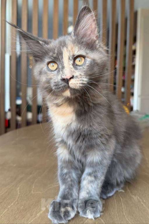 Кошки в Санкт-Петербурге: Девочка мейн-кун с документами Девочка, Бесплатно - фото 4