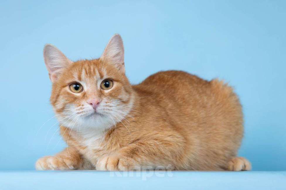 Кошки в Москве: Рыжая Морошка принесет солнышко в ваш дом Девочка, Бесплатно - фото 6