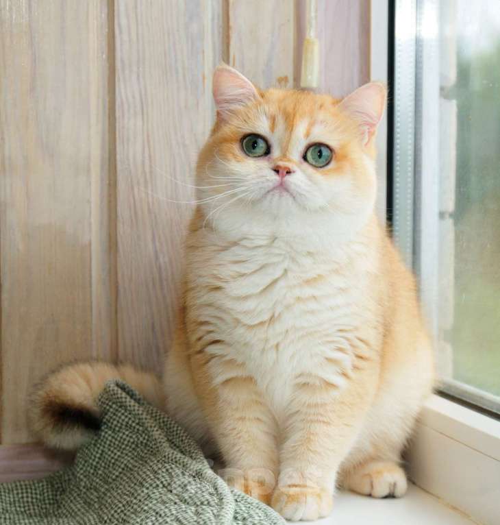 Кошки в Рыбинске: Британская девочка золотая шиншилла  10 мес   ny12  Девочка, 30 000 руб. - фото 2