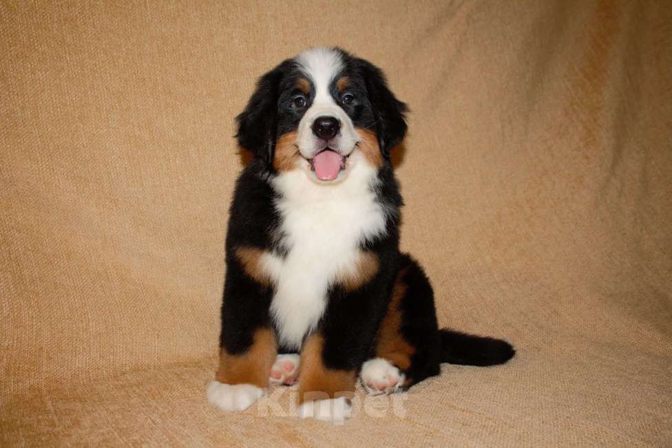 Собаки в других городах Московской области: Бернский зенненхунд Девочка, 120 000 руб. - фото 4