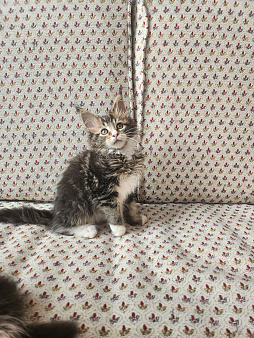 Котята мейн-кун