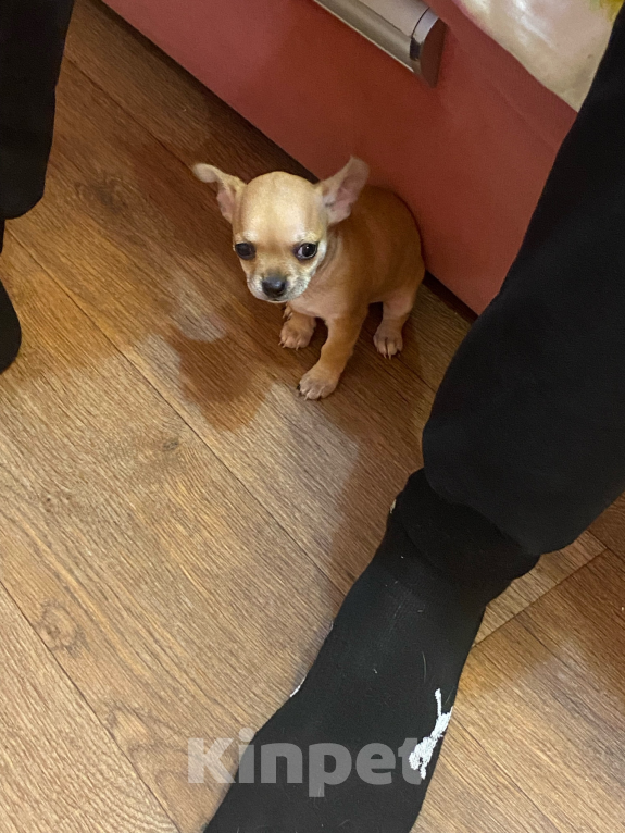 Собаки в Смоленске: Щенок чихуахуа  Мальчик, 20 000 руб. - фото 2