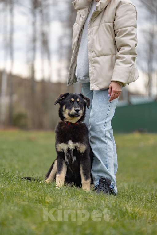 Собаки в Москве: Черный щенок в добрые руки Девочка, Бесплатно - фото 4