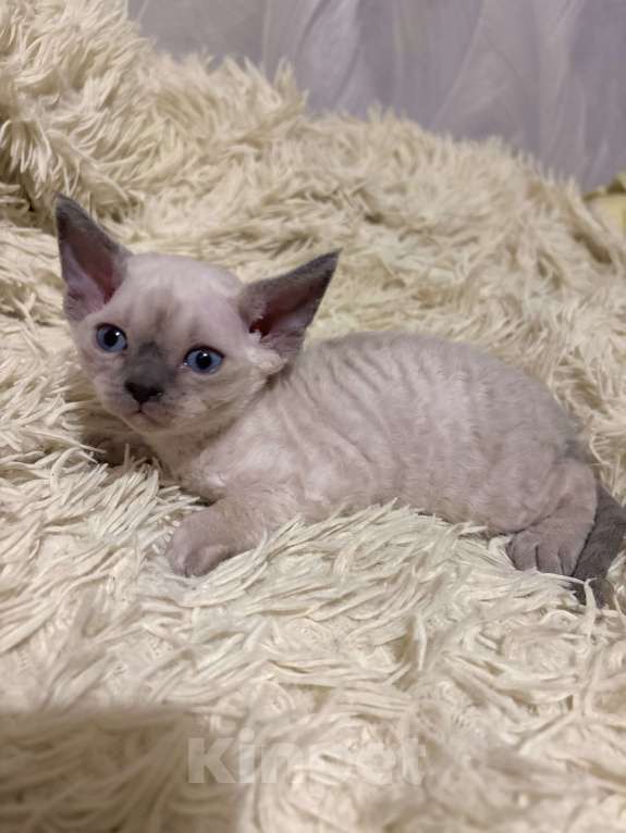 Кошки в Ростове-на-Дону: Котенок Девон-рекс Мальчик, 80 000 руб. - фото 6