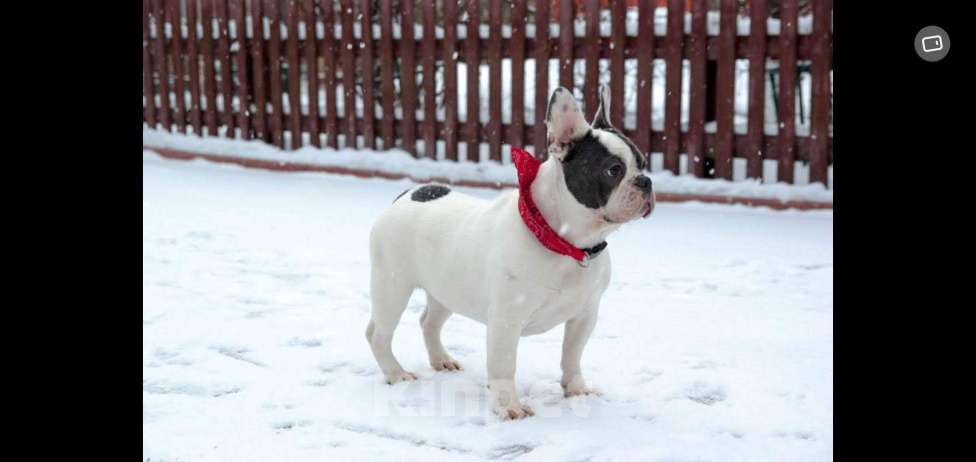 Собаки в Химках: Девочка французского бульдога Девочка, Бесплатно - фото 4