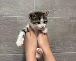 Кошки в других городах Краснодарского края: Котёнок мальчик ищет дом Мальчик, Бесплатно - фото 1