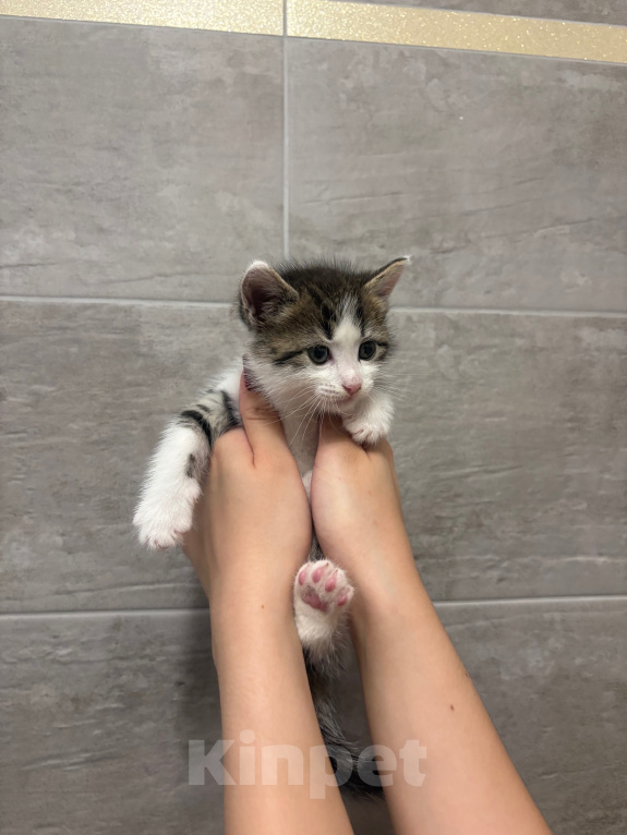 Кошки в других городах Краснодарского края: Котёнок мальчик ищет дом Мальчик, Бесплатно - фото 1