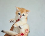 Кошки в Ярославле: Британская золотая шиншилла котята Разнополые, 40 000 руб. - фото 4