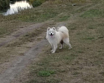 Собаки в Бийске: Самоедская лайка Вязка, 1 руб. - фото 3
