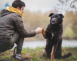 Собаки в Москве: Удивительный пес с ярко выраженной индивидуальностью Сэм, ищет дом! Мальчик, Бесплатно - фото 3