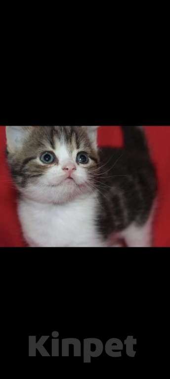 Кошки в Москве: Шотландские котята Мальчик, 25 000 руб. - фото 1