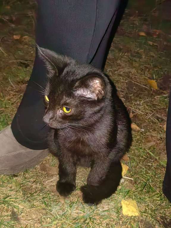 Кошки в Рязани: Котенок-подкидыш в добрые руки  Мальчик, Бесплатно - фото 1
