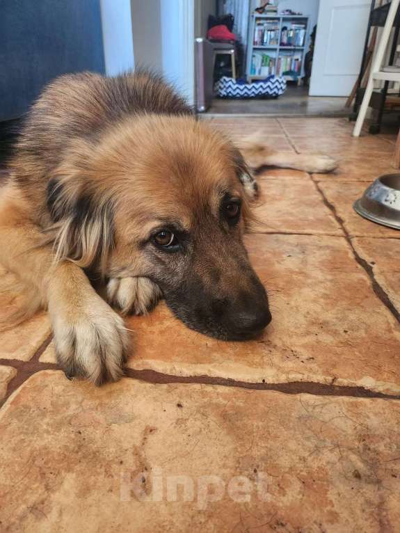 Собаки в Москве: Пушистый рыжий пёс Миша в добрые руки Мальчик, 1 руб. - фото 6