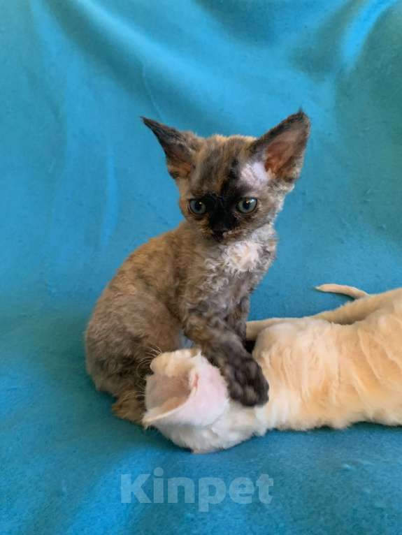 Кошки в Королеве: Котенок Девон-рекс Девочка, Бесплатно - фото 4