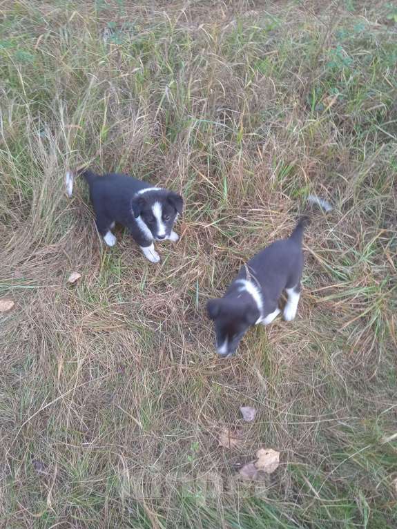 Собаки в Липецке: Очаровательные щенки  Девочка, Бесплатно - фото 6