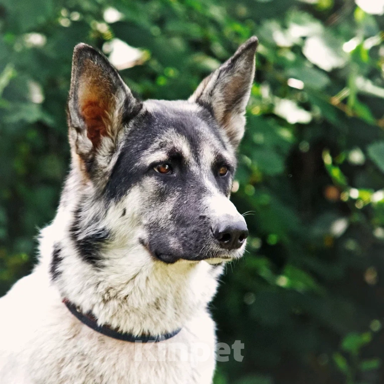 Собаки в Сергиеве Посаде: Аша якутенок Девочка, Бесплатно - фото 4