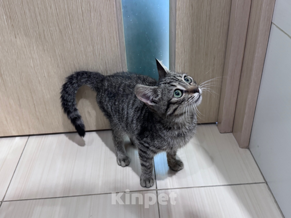 Кошки в Санкт-Петербурге: Котёнок Тоби- нужен хозяин Мальчик, Бесплатно - фото 3