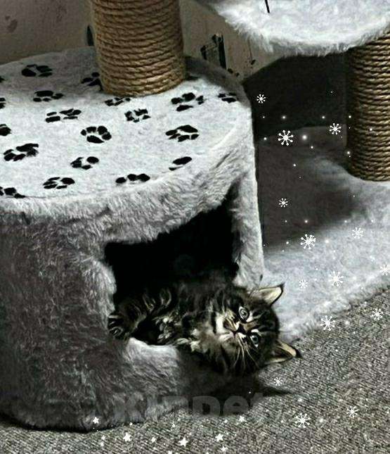 Кошки в Малмыже: Котята мейн-кун, 12 000 руб. - фото 1
