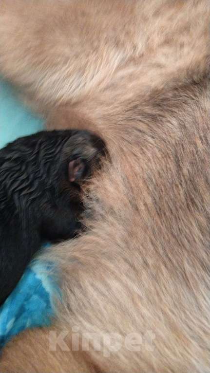 Собаки в Москве: Активистка Девочка, 1 000 руб. - фото 4