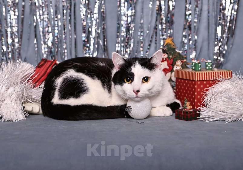 Кошки в Москве: Спокойный ласкуша котик Симба в дар Мальчик, 1 руб. - фото 6