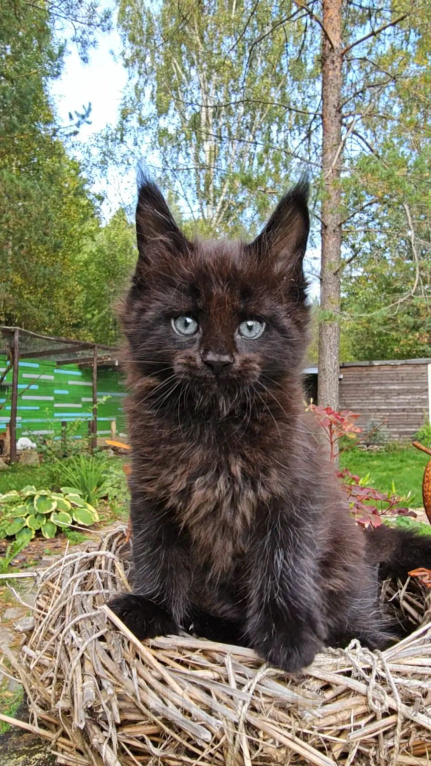 Кошки в Выборге: Черный котенок мейн-кун Мальчик, 80 000 руб. - фото 2