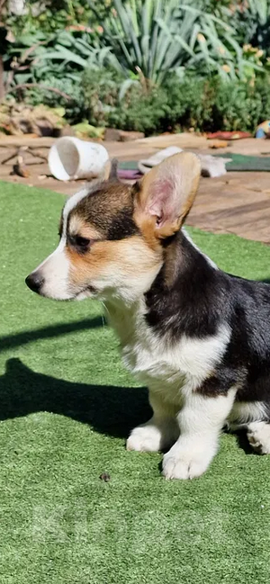 Собаки в Москве: Щенки Вельш Корги Пемброк  Девочка, 25 000 руб. - фото 5