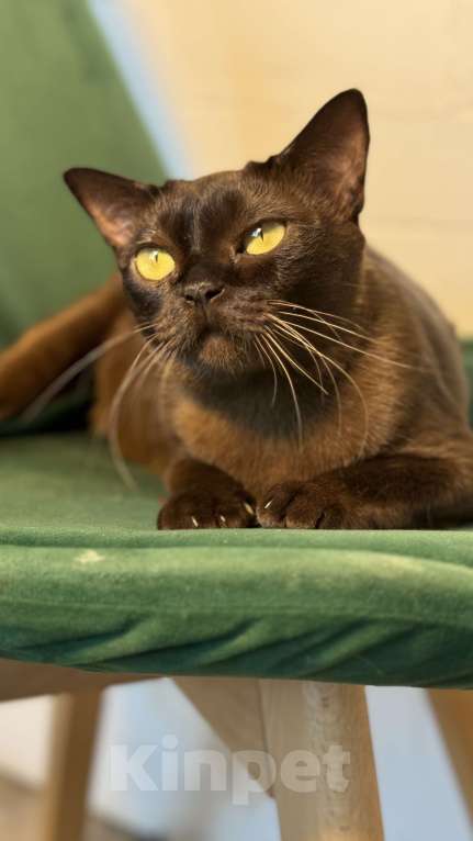 Кошки в Калининграде: Продаю бурманскую кошку Девочка, 15 000 руб. - фото 2