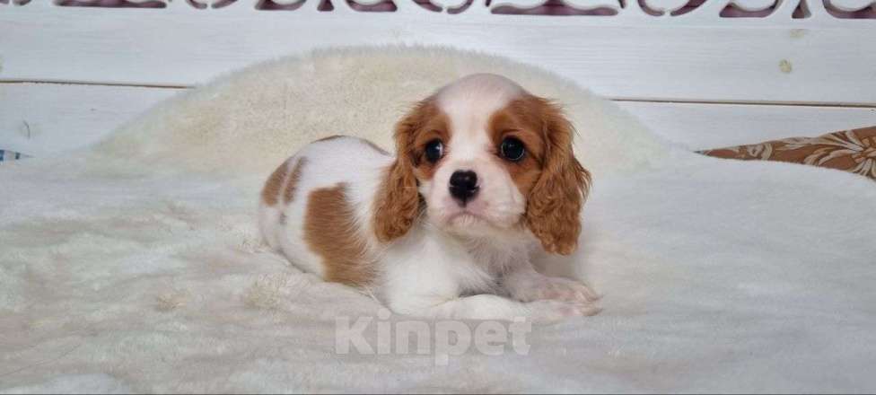 Собаки в Сергиеве Посаде: Мальчики кавалерчики Мальчик, 111 111 руб. - фото 2