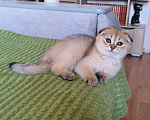 Кошки в Нижнем Новгороде: Шотландские котодетки Разнополые, Бесплатно - фото 5