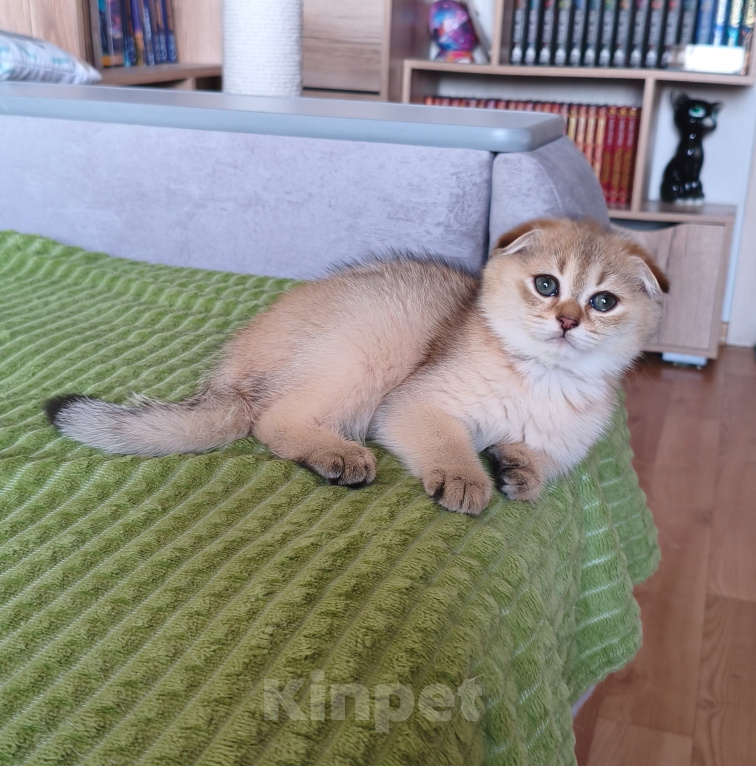 Кошки в Нижнем Новгороде: Шотландские котодетки Разнополые, Бесплатно - фото 5