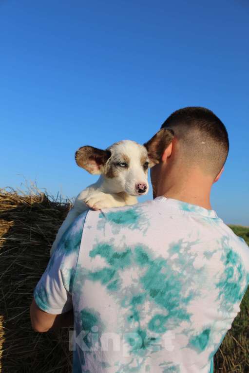 Собаки в Краснодаре: Вельш корги кардиган  Мальчик, Бесплатно - фото 4