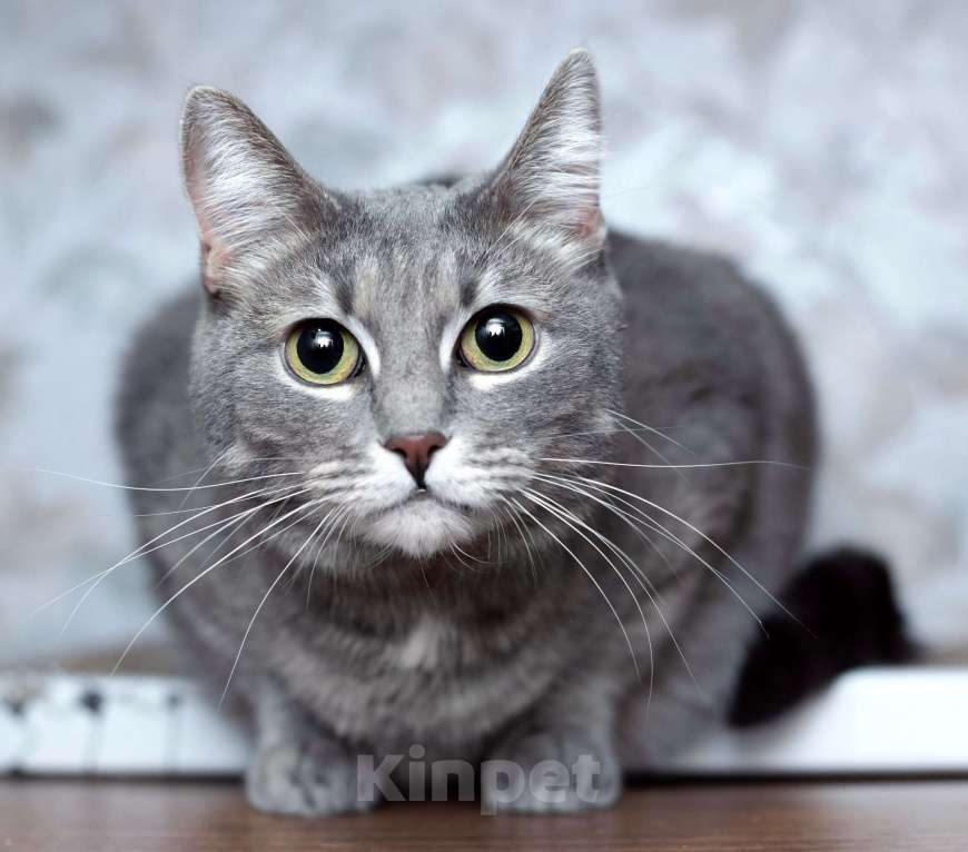 Кошки в Москве: Голубая кошка Мася в добрые руки Девочка, 10 руб. - фото 5